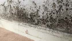 Mould Prevention and Removal: A Comprehensive Guide for Homeowners and Landlords