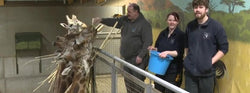 Celebrating World Giraffe Day with Improved Air Quality at Edinburgh Zoo